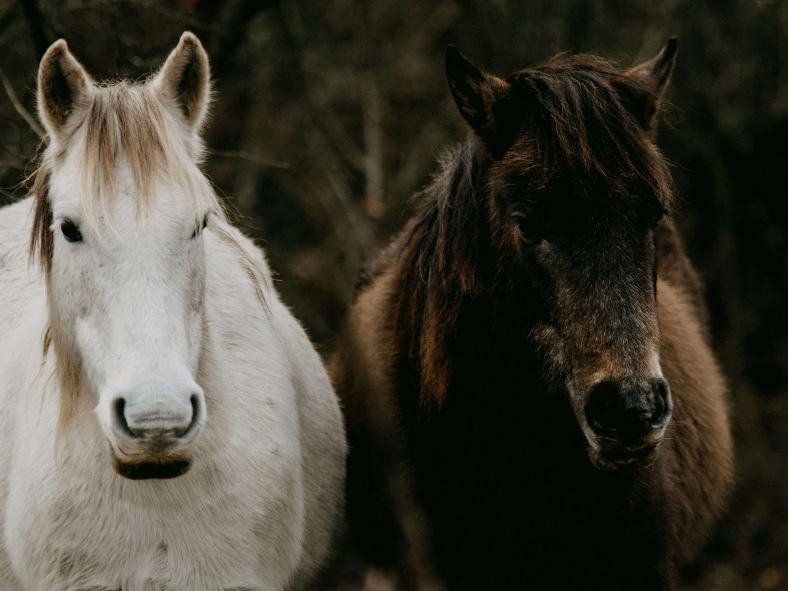 Two Horses